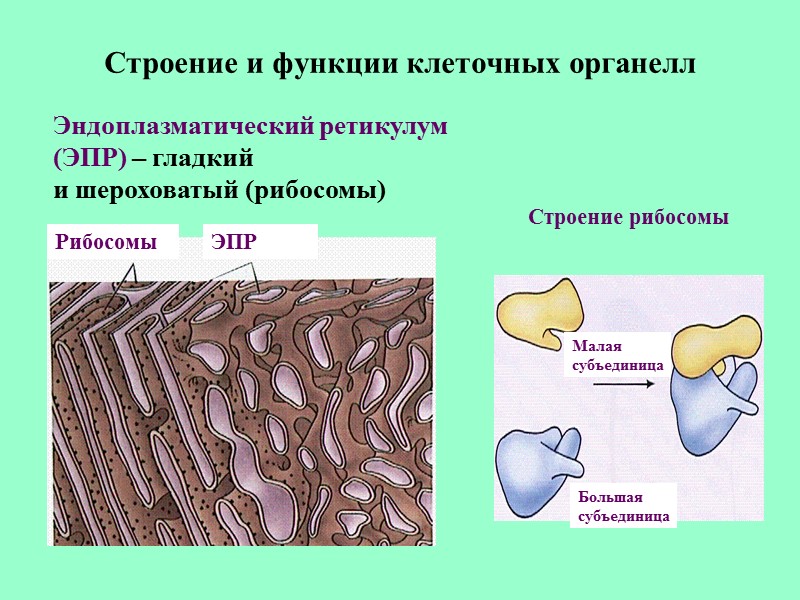 Строение и функции клеточных органелл Эндоплазматический ретикулум (ЭПР) – гладкий  и шероховатый (рибосомы)